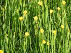 Sisyrinchium angustissimum