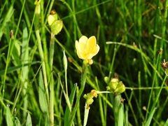 Sisyrinchium angustissimum
