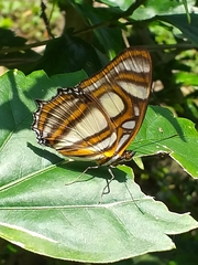 Metamorpha elissa