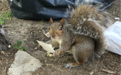 Sciurus carolinensis