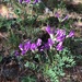 Astragalus syriacus - Photo (c) B.Byambajav, some rights reserved (CC BY-NC), uploaded by B.Byambajav