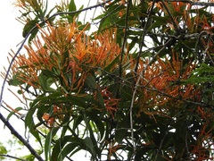 Psittacanthus schiedeanus