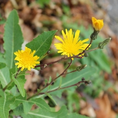 Sonchus arvensis uliginosus