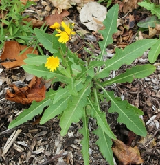 Sonchus arvensis uliginosus