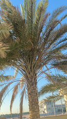 Phoenix dactylifera
