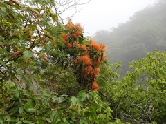 Psittacanthus schiedeanus