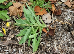 Sonchus arvensis uliginosus