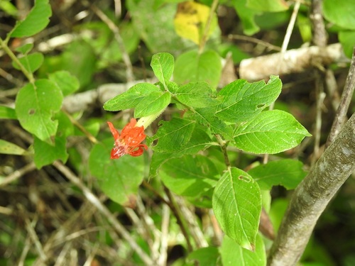 Cuphea intermedia (Cuphea intermedia)