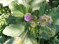 Fuertesimalva limensis