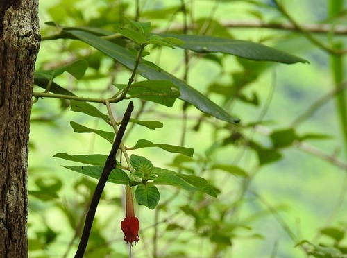Cuphea intermedia (Cuphea intermedia)