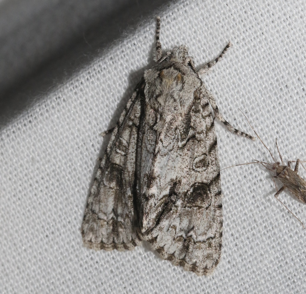 Acronicta beameri