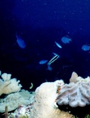 Thalassoma bifasciatum