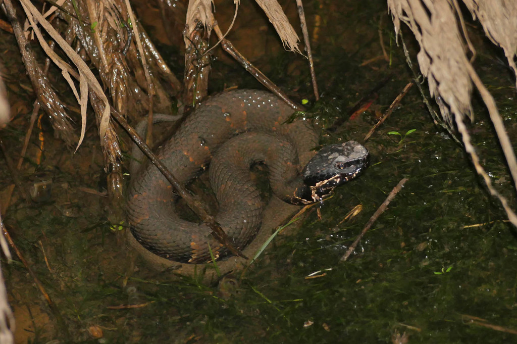 Northern Cottonmouth from Lonoke Township, AR, USA on October 20, 2020