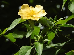 Dendrosida sharpiana