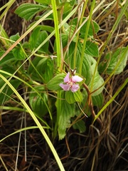 Heterocentron muricatum