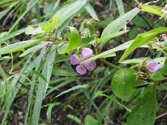 Heterocentron muricatum