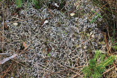 Peltigera extenuata