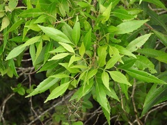 Fraxinus purpusii