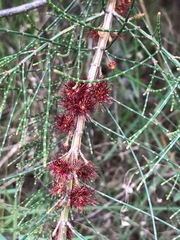 Allocasuarina paludosa