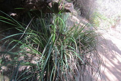 Carex phleoides