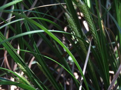 Carex phleoides