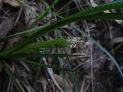 Carex phleoides