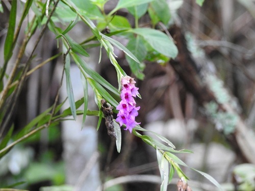 Isochilus major, photograph 5