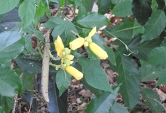 Adenocalymma inundatum