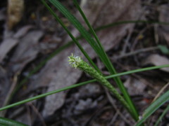 Carex phleoides