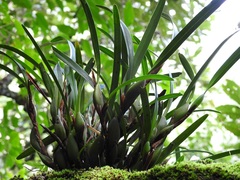 Maxillaria variabilis