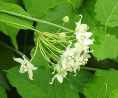 Funastrum pannosum