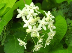 Funastrum pannosum