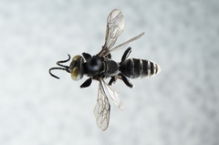 Tachysphex nigerrimus