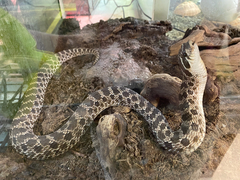 Heterodon