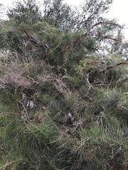 Allocasuarina paludosa