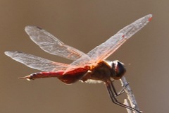 Tramea insularis