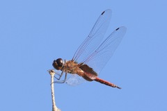 Tramea insularis