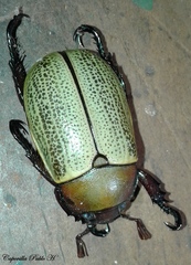 Pelidnota sordida