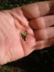 Micrathena plana