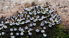 Physarum globuliferum