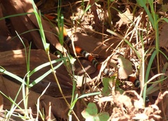 Micrurus altirostris