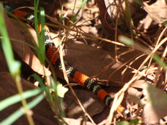 Micrurus altirostris