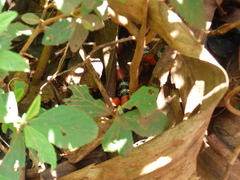 Micrurus altirostris