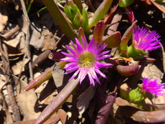 Carpobrotus modestus