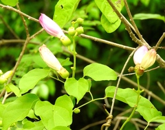 Amphilophium paniculatum