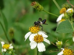 Megachile conjuncta