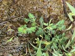 Phyllanthus urinaria