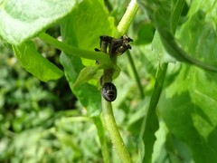 Brachyplatys subaeneus