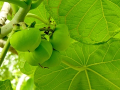 Jatropha peltata