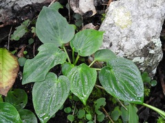 Peperomia lanceolatopeltata